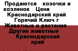 Продаются 2 козочки и козленок › Цена ­ 12 500 - Краснодарский край, Горячий Ключ г. Животные и растения » Другие животные   . Краснодарский край